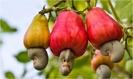 Cashew Kernels