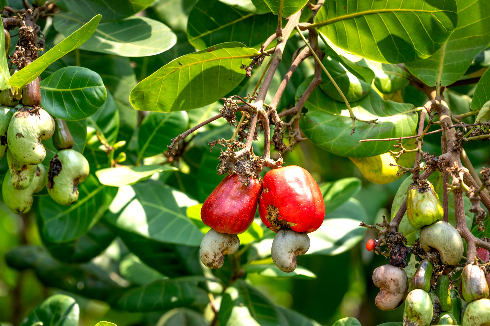 Raw Cashew Nuts